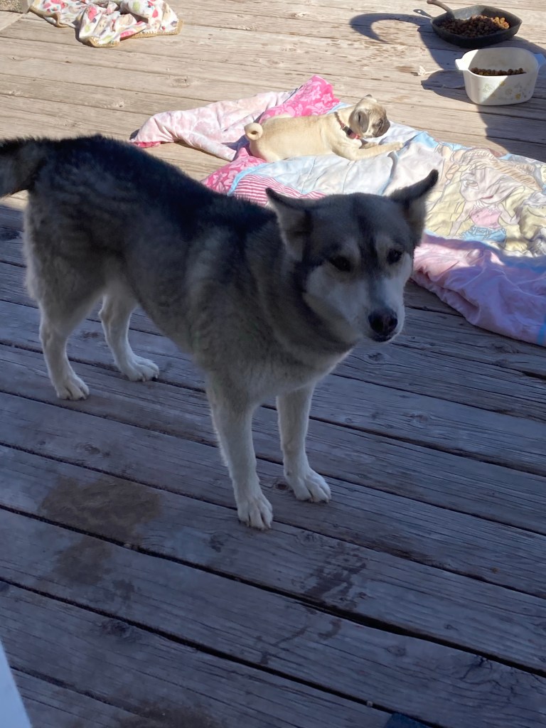 Photo courtesy of myself Amber Roach